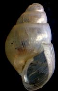 Odostomia scalaris